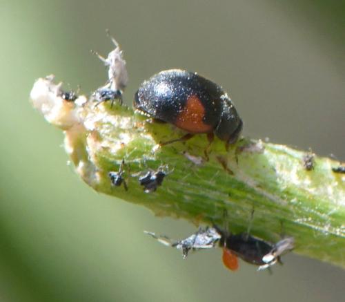 Réf. 261 667 : Scymnus interruptus